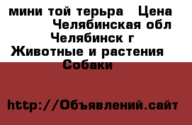мини той терьра › Цена ­ 4 500 - Челябинская обл., Челябинск г. Животные и растения » Собаки   
